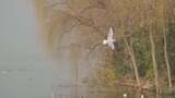 平顶山白龟山水库 湿地公园 冬季 红嘴鸥高清在线视频素材下载