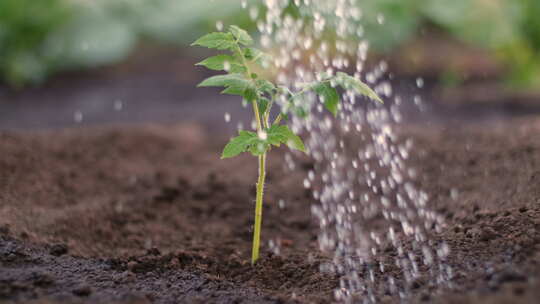 灌溉番茄幼苗