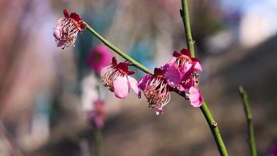 枯萎腊梅花 红色腊梅 凋零红梅 1724