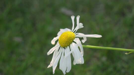 公园里微风轻抚大滨菊洋甘菊