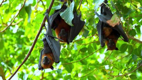 果蝠蝙蝠倒挂在树枝上