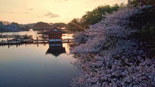 杭州西湖樱花