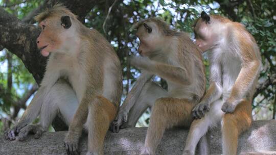 森林动物猴子自然风景猴子嬉闹