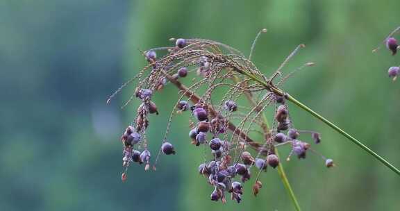 湖边野生植物野花果实