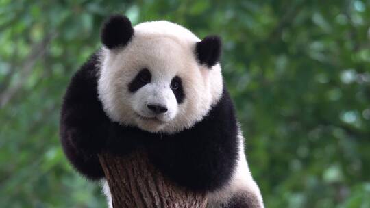 爬到树桩顶的大熊猫