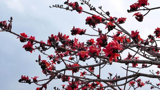 木棉花盛开枝头