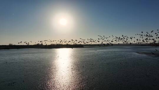 4k航拍飞鸟黄河滩湿地生态氧吧绿色大气河流