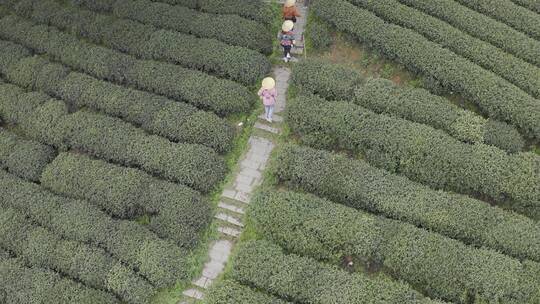 茶茶叶红茶艺采茶泡茶红茶山春茶道茶园农业