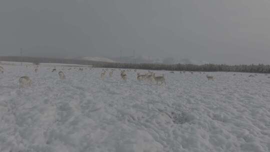 冬天雪地里来了野生黄羊