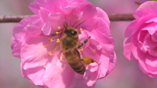 蜜蜂花朵视频素材模板下载