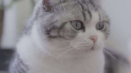 一只可爱的宠物猫视频素材模板下载