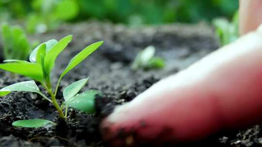 特写将一株绿色植物的幼苗栽种到土地里
