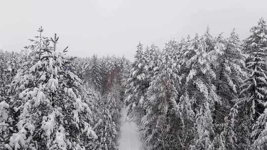 特写雾凇过后的森林大学覆盖白雪视频素材模板下载