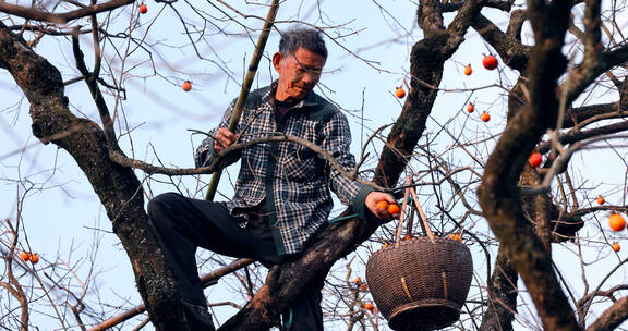 老大爷上树摘柿子原生态乡村生活 合集