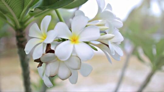 随风盛开的白色花朵