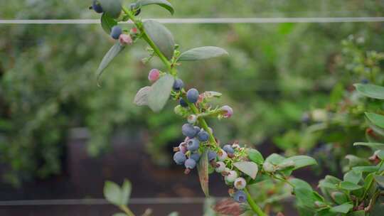 蓝莓种植 蓝莓种植园