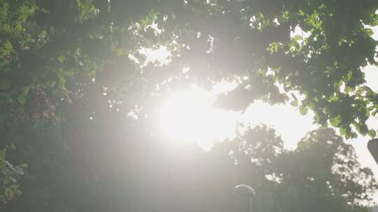 柔和梦幻般的场景，朦胧的阳光透过树枝和郁