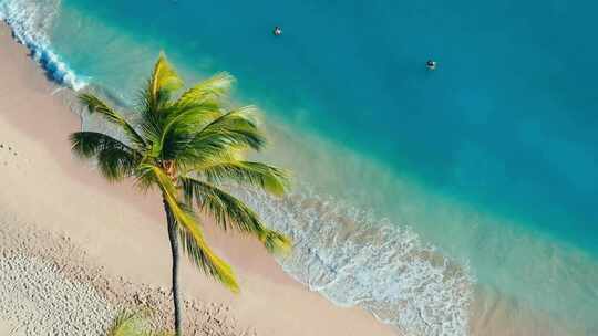 俯视沙滩椰子树