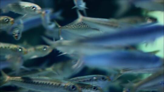 深海 水下 生物 蓝色 鱼类4k