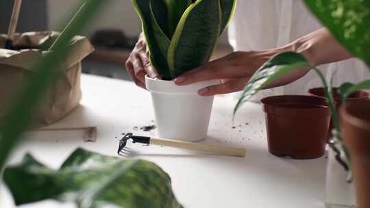 女人移植花盆。女园丁移植室内植物在桌子上