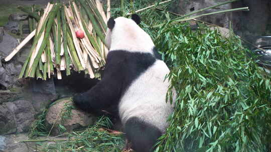 大熊猫躺在竹子上觅食熊猫吃竹笋吃竹子