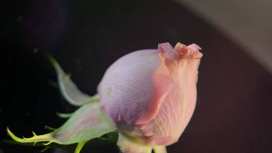 花苞玫瑰花蕾520鲜花 (10)视频素材模板下载