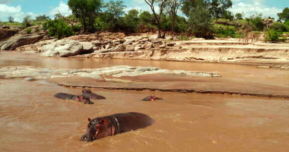 河马在非洲大草原的池塘里游泳，沉浸在野外