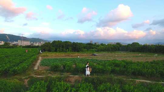 航拍闽江茉莉岛小女孩在茉莉花田玩耍乡村游