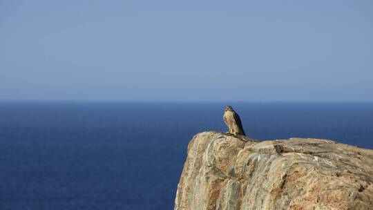 蔚蓝海边岩石上的一只游隼
