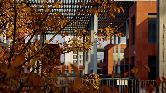 钢筋水泥的城市里秋天树木的黄叶