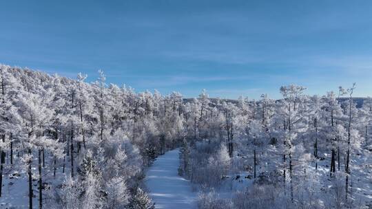 航拍林海雪原雪林小路