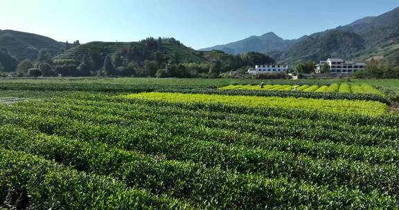 茶叶茶园武夷山茶庄大自然茶园