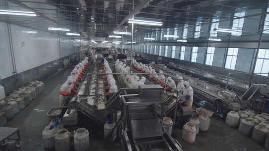 海参加工生产线工人在流水线上处理海鲜