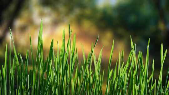 种子发芽植物生长延时