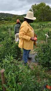 女农民检查她们的番茄种植园