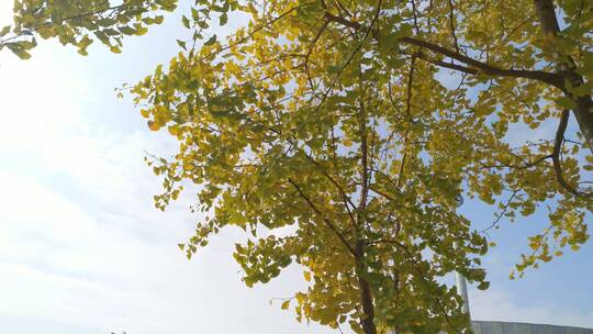 秋季秋天美丽银杏树