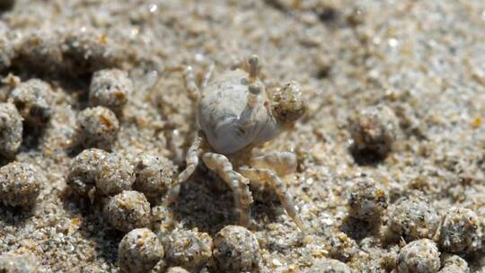 螃蟹做沙泡