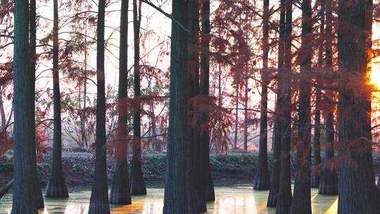 秋天武汉涨渡湖湿地红色水上森林水杉