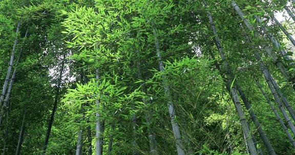 阳光竹林意境 天然氧吧 常熟虞山