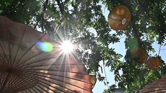 阳光透过树叶空镜