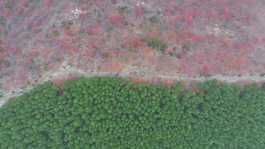 航拍山东济南蝎子山秋色平分红叶树林