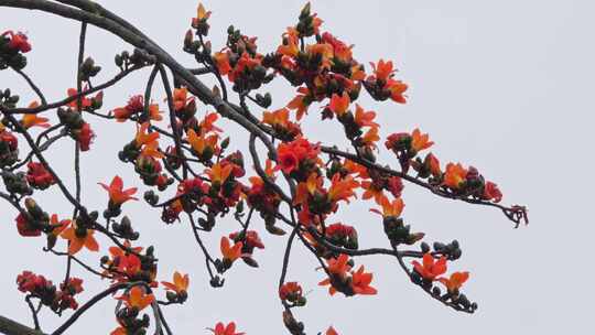 枝头盛开的木棉花