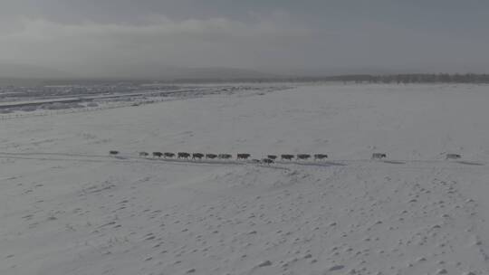 冬天阿尔山雪原上行走的牛群4k60p dlog