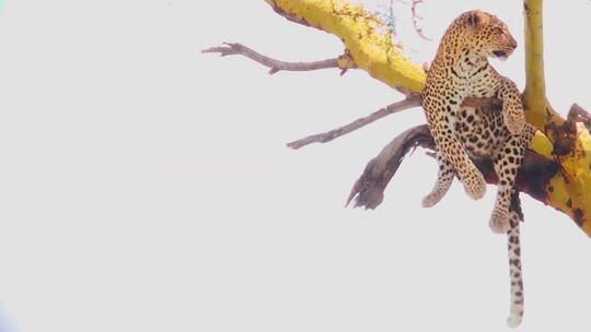 树上趴的非洲豹视频素材模板下载
