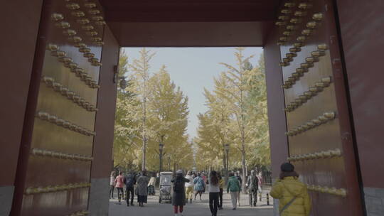 北京秋天 古建筑秋天 地坛银杏