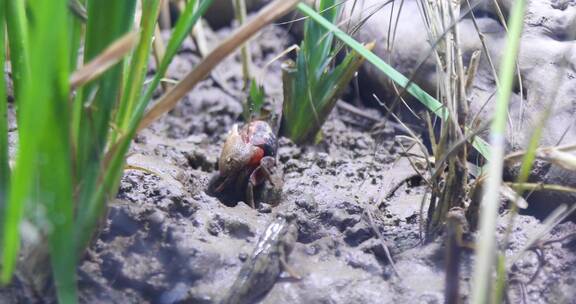 红蟹 螃蟹