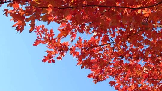 秋天蓝色天空 微风中火红的树叶 枫叶视频
