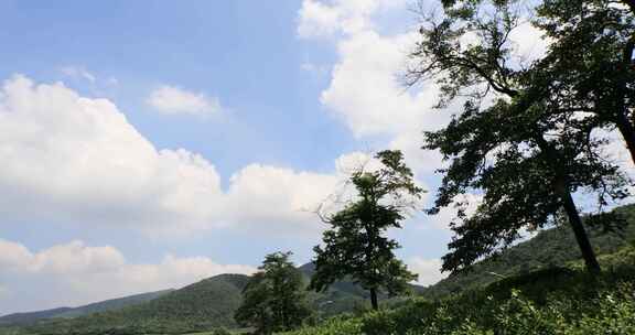 江苏省宜兴阳羡生态茶园茶田 蓝天白云背景