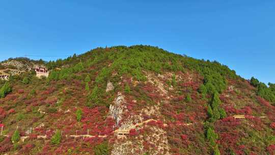 三峡红叶