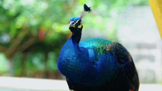 羊驼 孔雀 鹦鹉 鹈鹕 兔子 动物